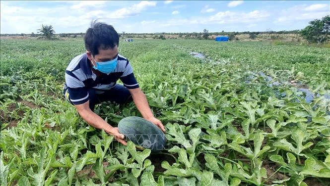 Giá dưa hấu rớt thảm, hàng trăm hộ trồng dưa hấu ở Gia Lai đang phải đổi mặt với một “mùa dưa đắng”. Ảnh: TTXVN phát 