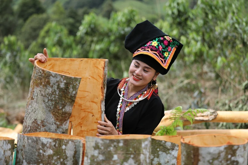 Mùa thu hoạch "vàng xanh" của người Dao huyện Văn Yên. Ảnh: TTXVN 