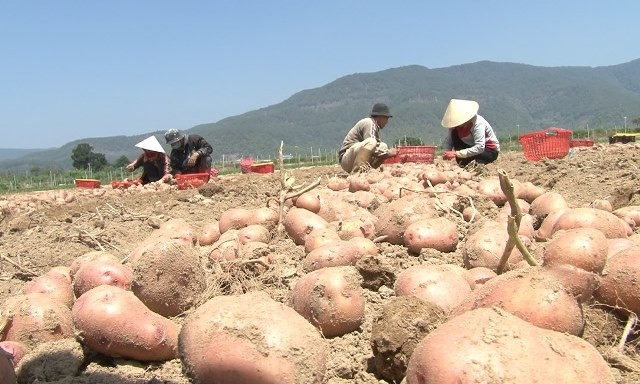 Nghiên cứu chọn tạo giống khoai tây có năng suất chất lượng tốt, kháng bệnh mốc sương có thể sản xuất quanh năm tại Đà Lạt và vùng phụ cận. Ảnh :lamdongtv.vn 