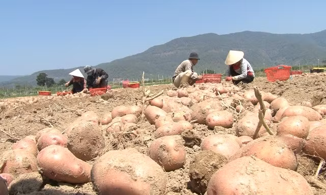 Nghiên cứu chọn tạo giống khoai tây có năng suất chất lượng tốt, kháng bệnh mốc sương có thể sản xuất quanh năm tại Đà Lạt và vùng phụ cận. Ảnh :lamdongtv.vn 