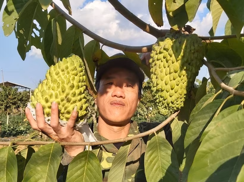 Sơn La nâng tầm thương hiệu na Mai Sơn