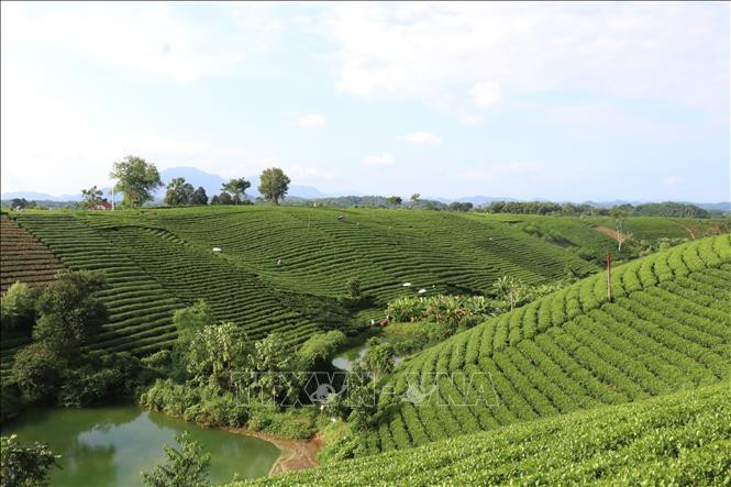 Vùng sản xuất chè an toàn tại xóm Cầu Đá, xã Hoàng Nông, huyện Đại Từ. Ảnh: Hoàng Nguyên - TTXVN
