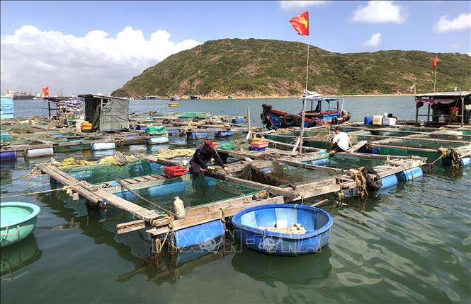 Bình Định có hơn 1.300 lồng nuôi cá nước lở ở trong đầm Thị Nại và các cửa sông. Ảnh: Nguyên Linh - TTXVN