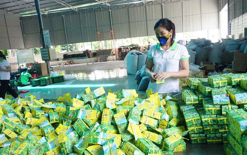 Thành viên HTX dán tem truy xuất nguồn gốc sản phẩm chè tôm nõn để đăng trên sàn thương mại điện tử. Ảnh : baothainguyen.vn 