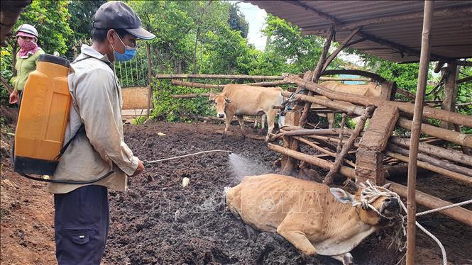 Phun khử khuẩn để ngăn chặn dịch bệnh viêm da nổi cục lây lan diện rộng. Ảnh: TTXVN 