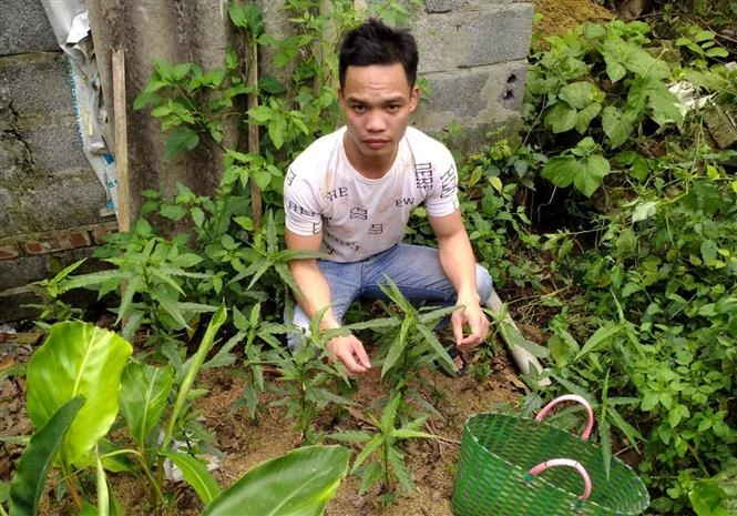 Cây cần sa được phát hiện tại vườn nhà của đối tượng Bùi Văn Đại (xã Phúc Thắng, huyện Nghĩa Hưng, tỉnh Nam Định). Ảnh: TTXVN phát 