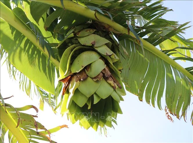 Hoa chuối mồ côi Phước Bình. Ảnh: Nguyễn Thành – TTXVN