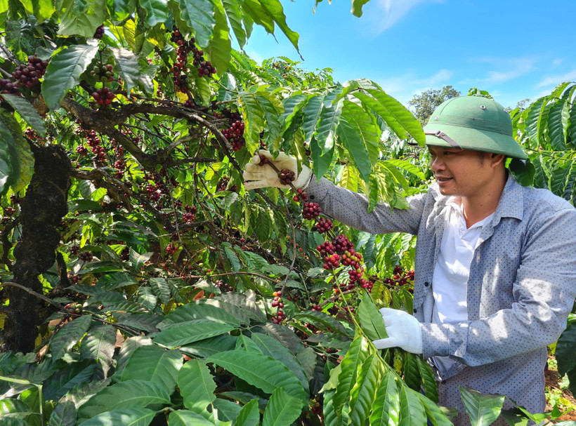 Gia Lai: Nguyễn Hân Coffee Farm - thay đổi tư duy sản xuất cà phê