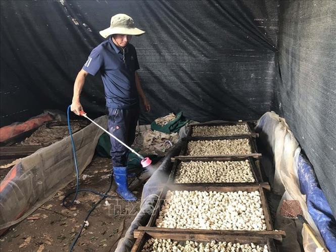 Anh Nguyễn Văn Hưởng đang chăm sóc trứng ốc của gia đình. Ảnh: Tiến Vĩnh - TTXVN