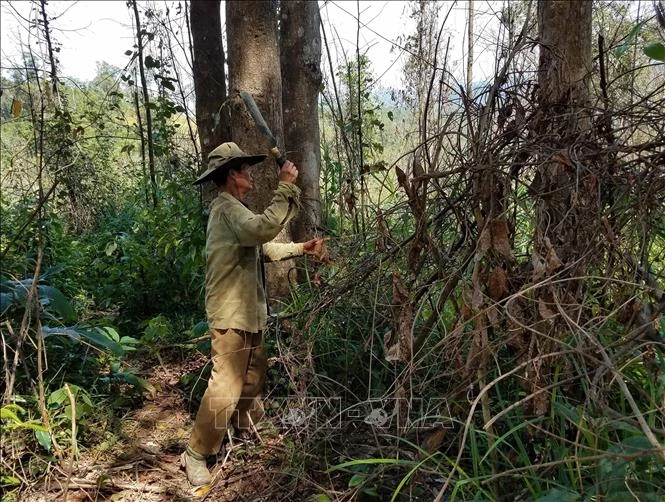 Người dân quản lý, bảo vệ rừng phát quang khu vực có nguy cơ xảy ra cháy. Ảnh: TTXVN phát 