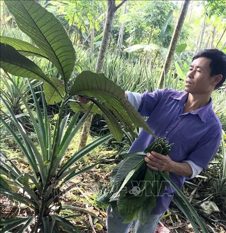 Một cây thuốc quý được phát hiện tại Vườn quốc gia Bến En. Ảnh: Nguyễn Nam-TTXVN 