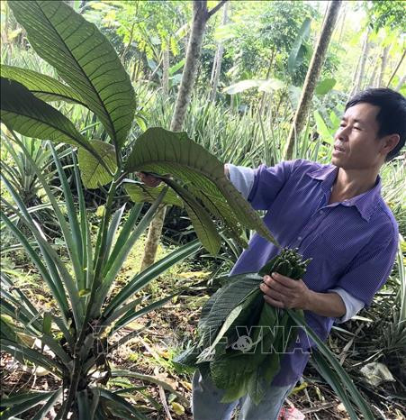 Một cây thuốc quý được phát hiện tại Vườn quốc gia Bến En. Ảnh: Nguyễn Nam-TTXVN 