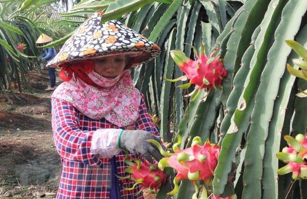 Nông dân chăm sóc thanh long. Ảnh: Bùi Như Trường Giang - TTXVN