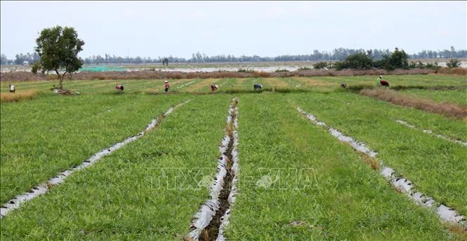 Ruộng dưa hấu đang phát triển tốt ở xã Mỹ Thái, huyện Hòn Đất (Kiên Giang). Ảnh: Lê Huy Hải - TTXVN