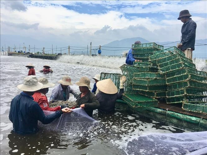 Lứa tôm thứ 3 được thu hoạch trong năm 2020 của gia đình ông Toàn cho lợi nhuận khoảng 8 tỷ đồng. Ảnh: Thanh Vân- TTXVN
