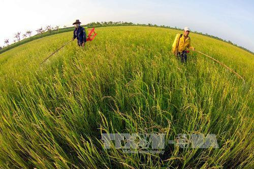 Mô hình lúa hữu cơ mang lại hiệu quả kinh tế cao . Ảnh TTXVN