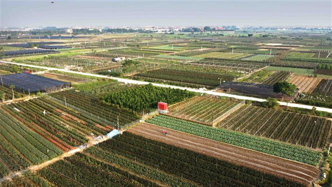 Hoa Mê Linh "vượt bão" đua sắc những ngày giáp Tết