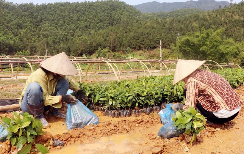 Chuẩn bị cây giống phục vụ trồng rừng gỗ lớn. Ảnh: Văn Đức - TTXVN 