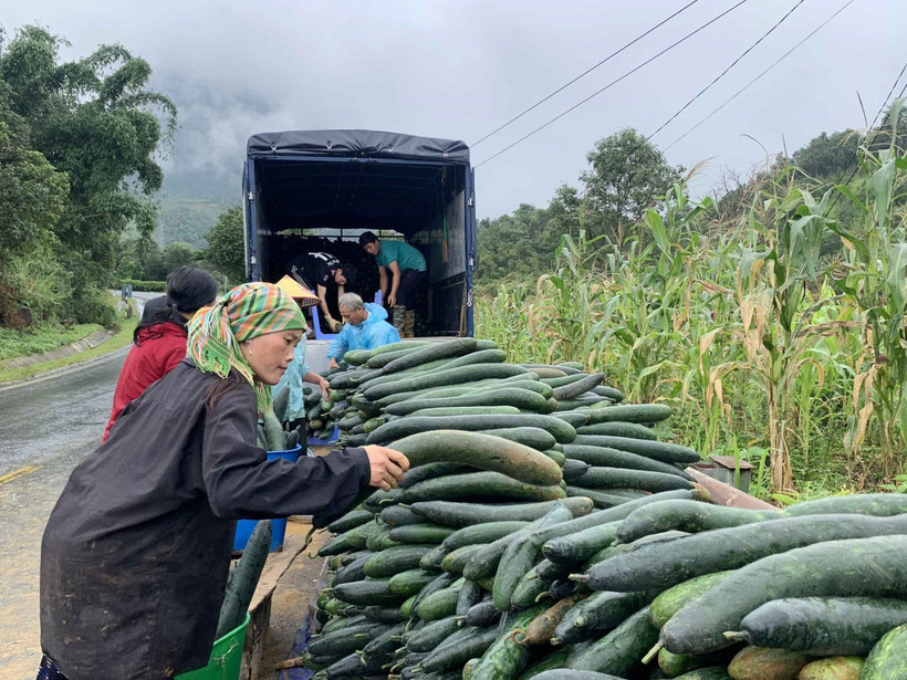 Từ cuối tháng 6 đến nay, người dân xã Giang Ma, huyện Tam Đường (Lai Châu) đã thu hoạch và bán khoảng hơn 170 tấn bí xanh, mỗi quả bí có trọng lượng từ 1,2-2,5 kg. Ảnh: Đinh Thùy-TTXVN 