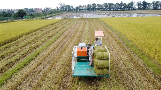 Sản xuất lúa hữu cơ - Hướng đi bền vững ở Quảng Trị