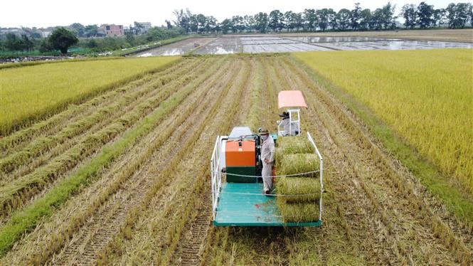 Sản xuất lúa hữu cơ - Hướng đi bền vững ở Quảng Trị