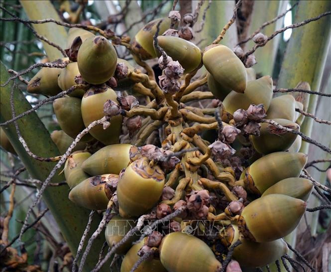 Một buồng dừa xiêm đạt trung bình từ 15 - 20 trái. Ảnh: Phạm Kiên - TTXVN 