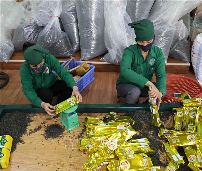 Chè Tân Cương được người tiêu dùng ưa chuộng.Ảnh: Thanh Tùng - TTXVN 