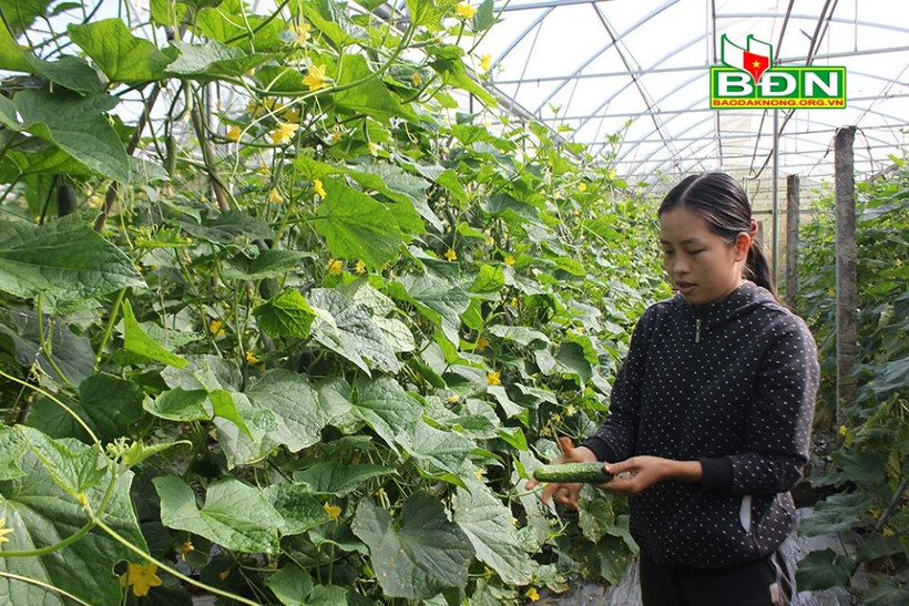 Sản xuất nông nghiệp công nghệ cao tại Trang trại thiên nhiên Organic, xã Quảng Khê (Đắk Glong). Ảnh: baodaknong.org.vn 