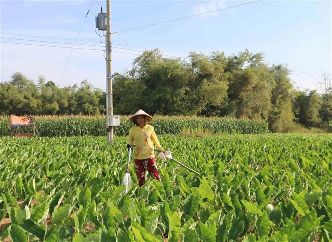 Nông dân huyện Trà Cú chuyển đổi diện tích đất trồng lúa sang trồng khoai môn sáp cho lợi nhuận tăng hơn 5 lần so với trồng lúa trước đó. Ảnh: Thanh Hòa - TTXVN 
