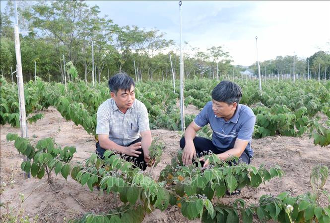 Lãnh đạo huyện Cam Lộ (bên trái) kiểm tra, theo dõi sự phát triển của cây dược liệu an xoa trồng ở xã Cam Thành. Ảnh: Nguyên Lý - TTXVN 