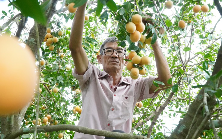 Những gian hàng thanh trà thu hút đông đảo du khách đến tham quan và chọn mua. Ảnh: Tường Vi - TTXVN 