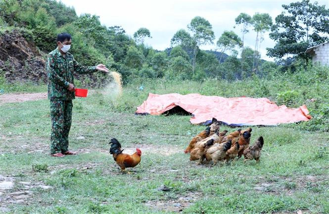 Cán bộ chiến sỹ Đồn Biên phòng Pò Mã chăn nuôi gà tại Chốt 2 (thường gọi là chốt 975). Ảnh: Anh Tuấn – TTXVN 
