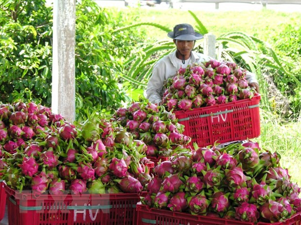 Thu hoạch thanh long ở Bình Thuận. Ảnh: Nguyễn Thanh - TTXVN