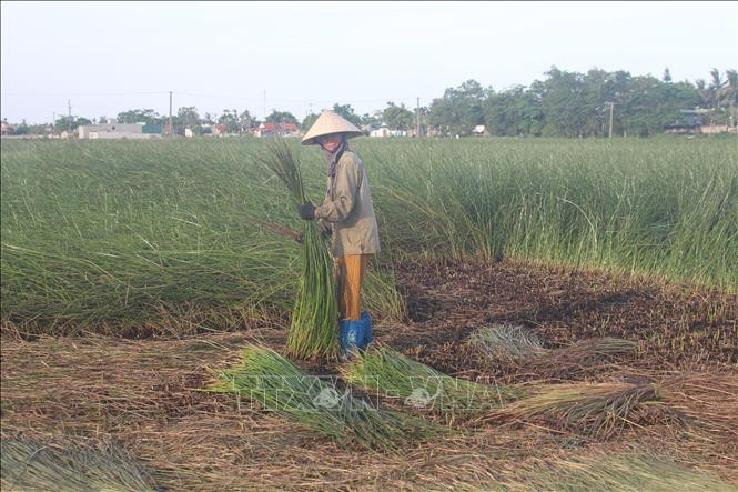 Thời tiết nắng nóng như thời điểm này rất thích hợp cho việc thu hoạch cói, chỉ cần phơi từ sáng đến chiều là cói sẽ khô, lên màu rất đẹp. Ảnh: Khiếu Tư-TTXVN