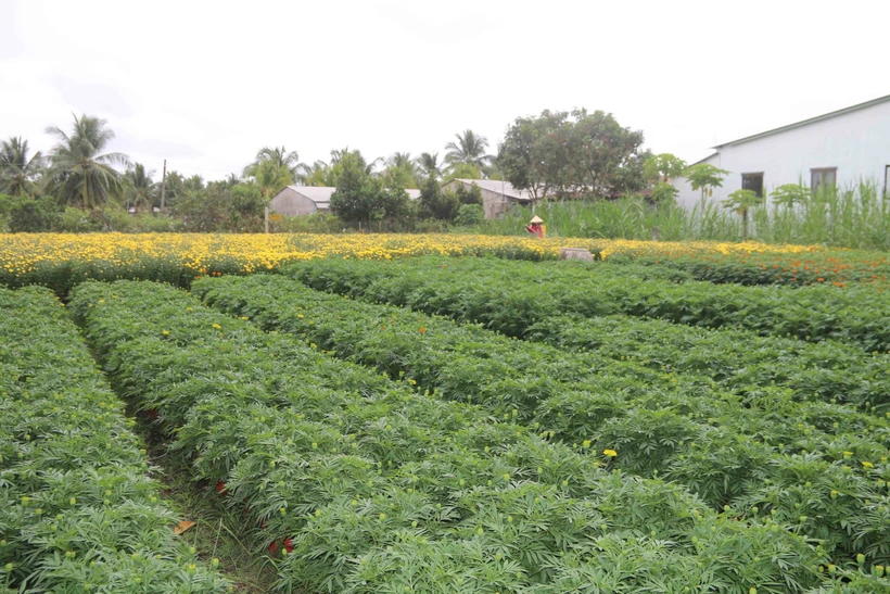 Nhiều chậu hoa ở làng nghề trồng hoa kiểng ấp Vĩnh Yên (xã Long Đức, thành phố Trà Vinh) vẫn chưa nở. Ảnh: Thanh Hòa – TTXVN 