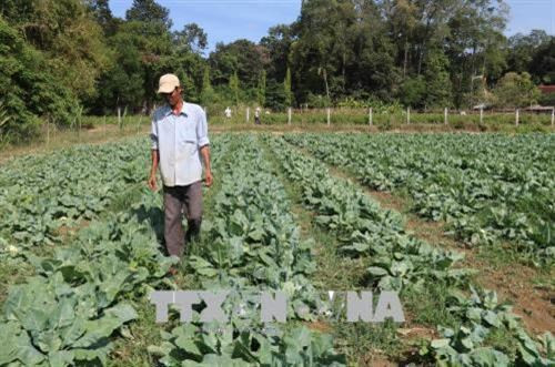 Nhiều hộ gia đình thoát nghèo nhờ đầu tư trồng màu. Ảnh: Thanh Hoà - TTXVN