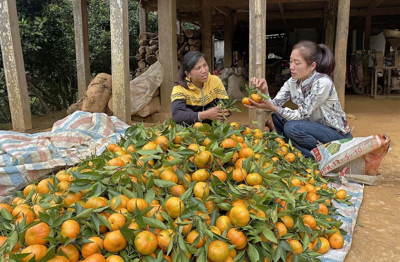 Hòa Bình xây dựng thương hiệu quýt Nam Sơn