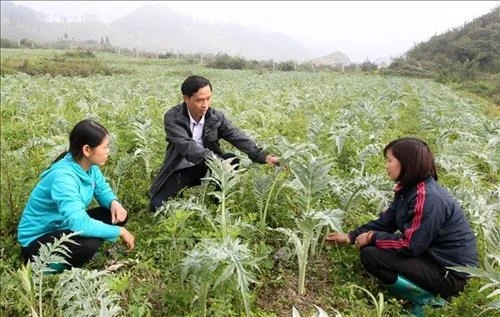 Cán bộ khuyến nông phòng nông nghiệp huyện hướng dẫn nông dân xã Lùng Phinh, Bắc Hà chăm sóc cây dược liệu Atiso. Ảnh: Quốc Khánh - TTXVN 