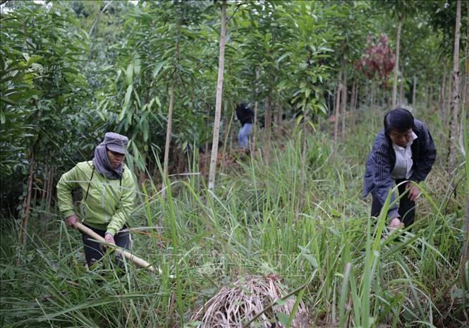 Người dân bản Giảng, xã Mường Mô, huyện Nậm Nhùn tỉnh Lai Châu chăm sóc rừng quế Ảnh: Quý Trung – TTXVN ệp. Ảnh: Quý Trung - TTXVN PrevNext