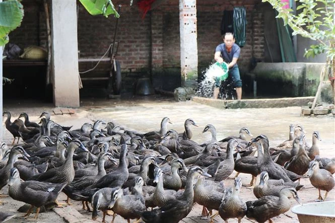 Mô hình nuôi vịt trời của gia đình ông Nguyễn Văn Hạt, thôn Tân An, xã Tân Phong, huyện Bình Xuyên. Ảnh: Trọng Lịch - TTXVN 