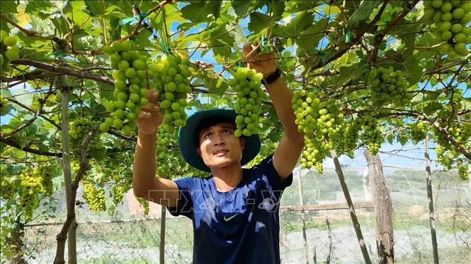 Ninh Thuận đang tập trung đẩy mạnh phát triển nông nghiệp theo tiêu chuẩn VietGAP, hữu cơ để nâng cao năng suất, chất lượng các sản phẩm đặc thù. Ảnh: Nguyễn Thành – TTXVN 