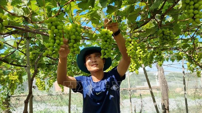Ninh Thuận đang tập trung đẩy mạnh phát triển nông nghiệp theo tiêu chuẩn VietGAP, hữu cơ để nâng cao năng suất, chất lượng các sản phẩm đặc thù. Ảnh: Nguyễn Thành – TTXVN 