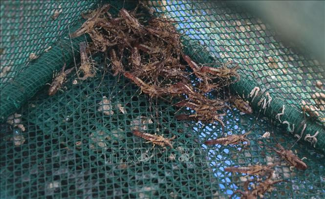 Tôm hùm giống được thả nuôi tại Vịnh Xuân Đài, thị xã Sông Cầu, Phú Yên. Ảnh: Phạm Cường-TTXVN