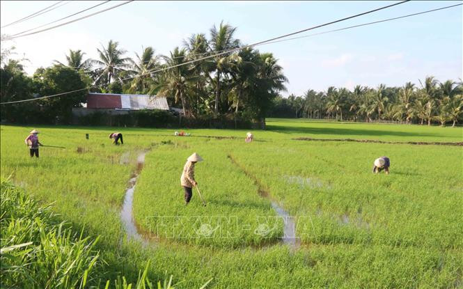 Nông dân huyện Tiểu Cần cấy dặm lúa. Ảnh: Thanh Hòa- TTXVN 