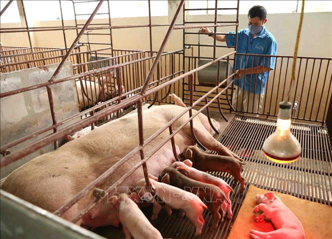 Bình Thuận tập trung tái đàn lợn và đảm bảo an toàn dịch bệnh