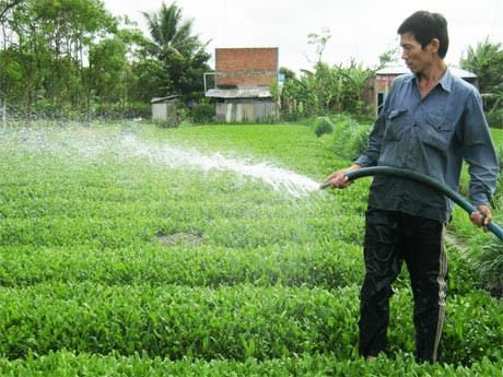Sản xuất rau an toàn VietGAP góp phần phát triển kinh tế hộ gia đình . Ảnh : baoapbac.vn