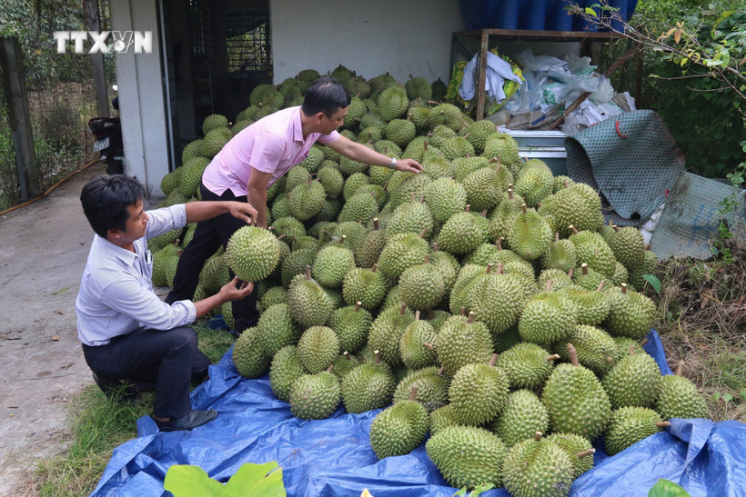 Thu hoạch sầu riêng ở ấp Tân Đông, xã Ngũ Hiệp, huyện Cai Lậy. Ảnh: Minh Trí - TTXVN