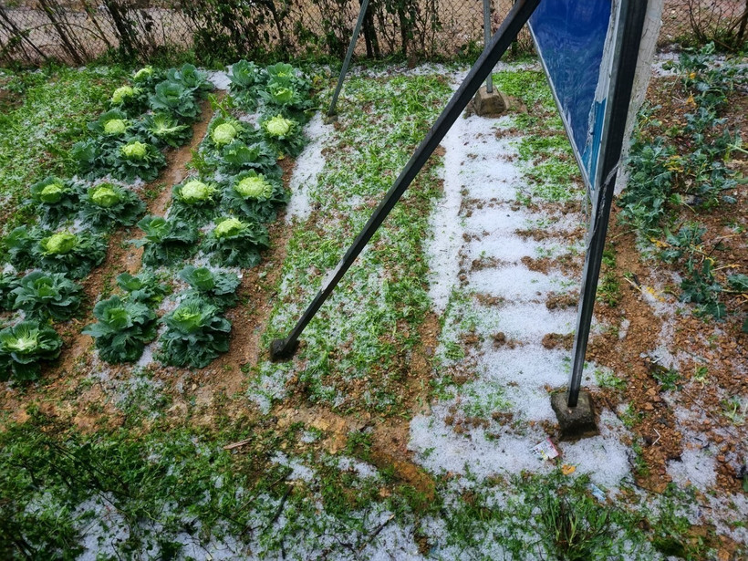 Mưa đá xuất hiện cục bộ ở khu vực trung tâm xã Thu Lũm khoảng 15 phút với những hạt nhỏ bằng đầu ngón tay. Ảnh: TTXVN phát. 