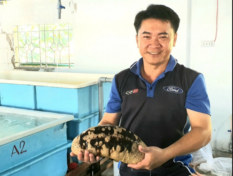 Sản xuất thành công giống hải sâm vú trắng quý hiếm trên thế giới. Ảnh: nangluongsachvietnam.vn