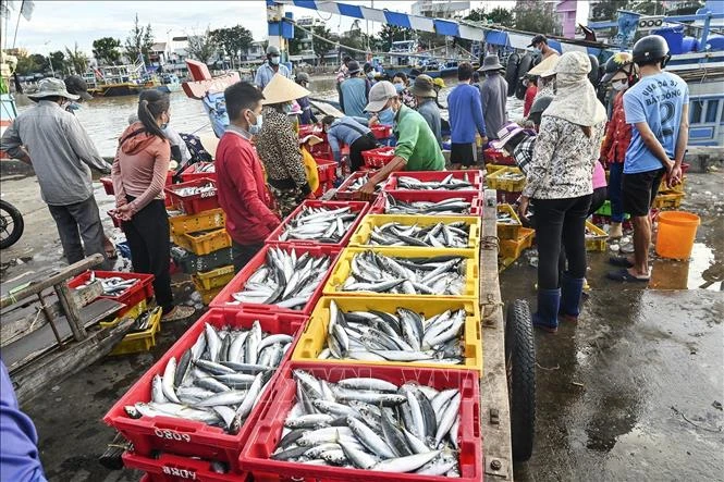 Hoạt động mua bán hải sản tại Cảng cá Phan Thiết (Bình Thuận). Ảnh: Nguyễn Thanh - TTXVN